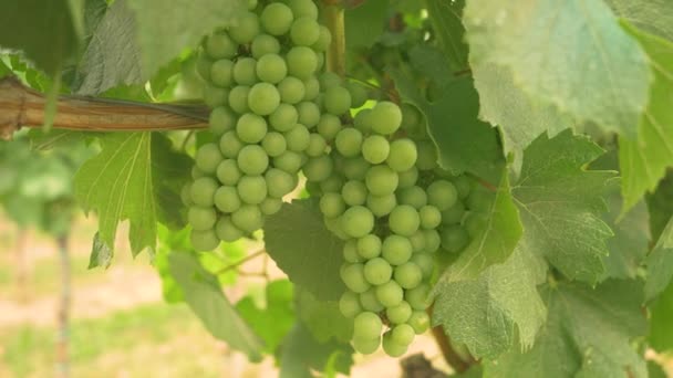 CLOSE UP: Ярко-зеленый гроздь винограда свисает с виноградной лозы на большом винограднике. - Кадры, видео