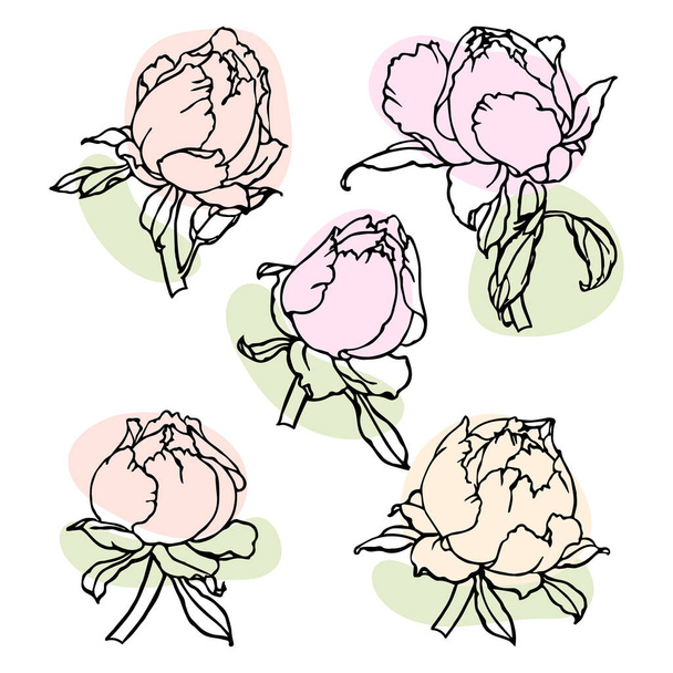 A set of drawn contour roses with colored spots on a white background. Sketch, print, decor elements - Vector, imagen