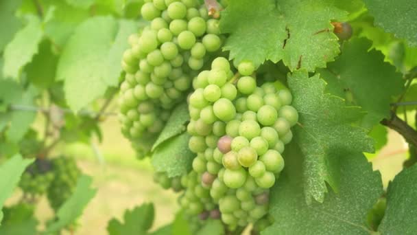 CLOSE UP: Detailed shot of a grape in picturesque wine region in Slovenia. - Footage, Video