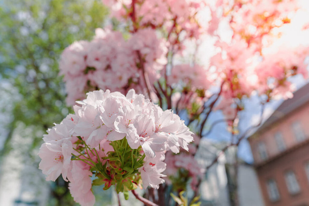Bulanık arka planda meyve ağacının çiçek açan dalı. Güneşte pembe elma yaprakları. Kiraz çiçeği bahçesi, Japon bahçesi.. - Fotoğraf, Görsel