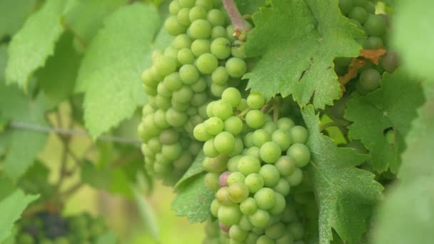 Bezárás: Élénk zöld szőlőfürtök nőnek a termékeny vidéki tájban. - Felvétel, videó