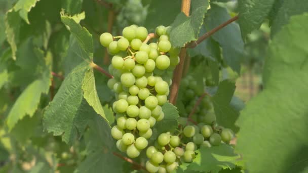 CLOSE UP: Delicious grapes are ripening in the pleasant summer temperatures. - Footage, Video