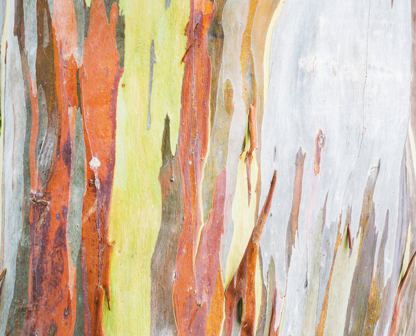 colorful tree bark on nature - Foto, afbeelding