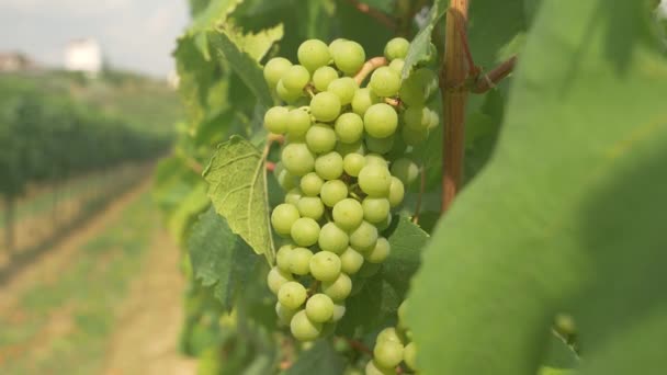 CLOSE UP, DOF: Вкусный виноград, растущий на плодородной виноградной лозе в знаменитом винодельческом регионе. - Кадры, видео