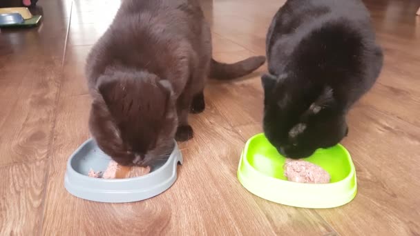 Britské černé a hnědé skotské kočky jí kočičí žrádlo ze svých plastových talířů doma - Záběry, video