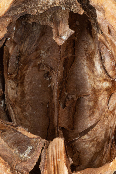 makrofotografia wnętrza skorupy orzecha włoskiego. rozkładające się łuski orzechów włoskich uwalniają składniki odżywcze, takie jak żelazo. cynk, potas, sód i fosfor - Zdjęcie, obraz