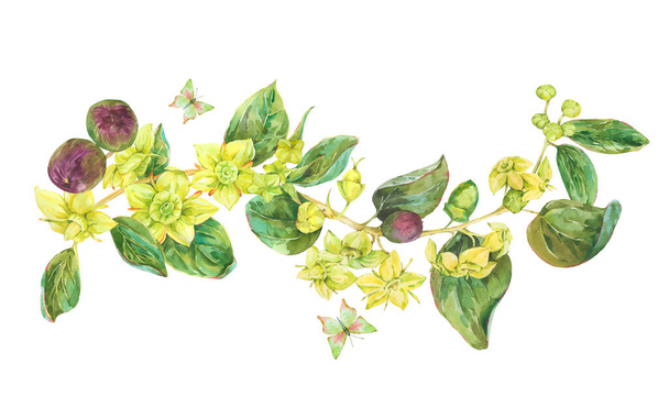 Watercolor summer yellow flowers. Botanical Sidr floral illustration, vintage greeting card - Fotografie, Obrázek