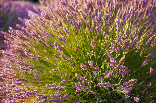 Lavendelfelder in der Nähe von Valensole in der Provence, Frankreich. - Foto, Bild