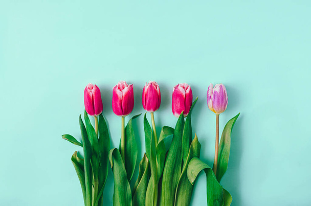 Quattro tulipani magenta e uno viola ben allineati su sfondo verde menta. Concetto minimo per carta primavera o banner o carta da parati. - Foto, immagini
