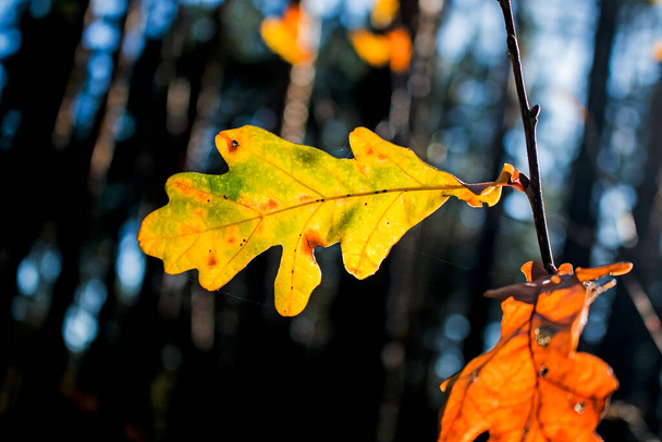 Gelbe Eichenblätter auf verschwommenem Hintergrund. Hintergrund Herbst. - Foto, Bild