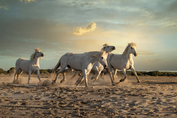 Białe konie wędrują po całej krainie Camargue, na południe od Francji. - Zdjęcie, obraz