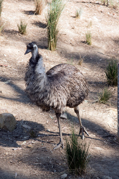 the Australian emu is a tall flightless bird it is tan, brown and black - Photo, image
