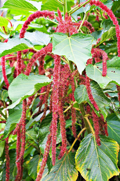Closeup red flowers Acalypha hispida chenille plant in garden with soft selective focus for pretty background ,macro image ,delicate beauty of nature ,free copy space for letter ,tropical plants  - Photo, Image