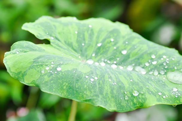 Colocasia esculenta midori sour, Colocasia ,midori sour or Colocasia plant and dew drop or rain drop - Photo, image