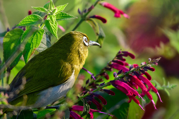 Sri Lanka pássaro olho branco poleiro em um ramo florido no início da manhã. - Foto, Imagem