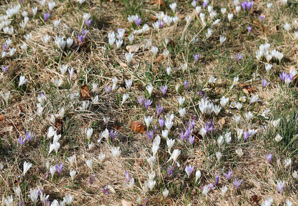 фон подснежников белого и сиреневого цвета на сухой земле, где только что пошел снег - Фото, изображение