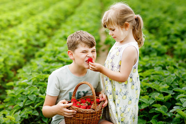 Dwoje rodzeństwa, przedszkolanka i szkolny chłopiec zabawiający się zbieraniem truskawek na farmie latem. Dzieci, siostra i brat jedzą zdrowe organiczne jedzenie, świeże truskawki. Dzieci pomagające przy zbiorach. - Zdjęcie, obraz