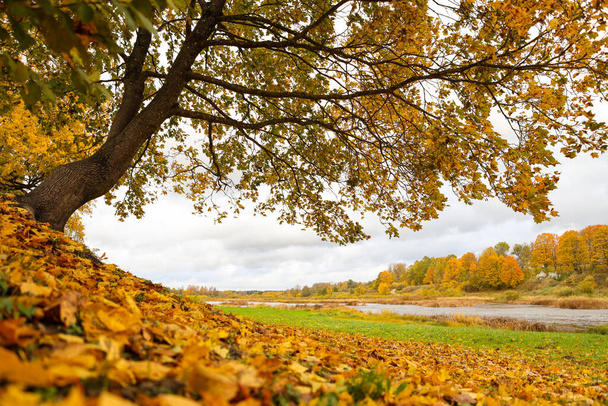 Bellissimo paesaggio autunnale con grande albero giallo con foglie e bellissimo fiume Venta sullo sfondo. Foto scattata in una calda giornata autunnale nuvolosa. - Foto, immagini
