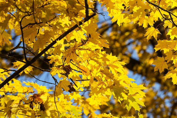 Beautiful yellow leaves hanging in trees. Photo taken on a warm sunny autumn October day. - 写真・画像