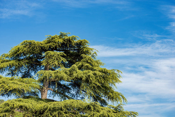 Close-up of the high section of a green pine tree against a clear blue sky with clouds and copy space. Brescia, Lombardy, Italy, Europe. - Foto, afbeelding