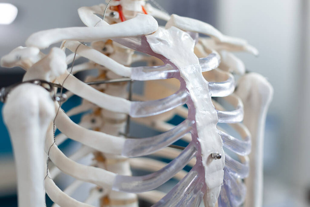 Primer plano de la columna vertebral de un esqueleto humano anatómico - Foto, Imagen