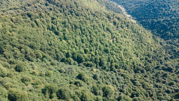 Bergen woud van een hoogtepunt landschap - Foto, afbeelding