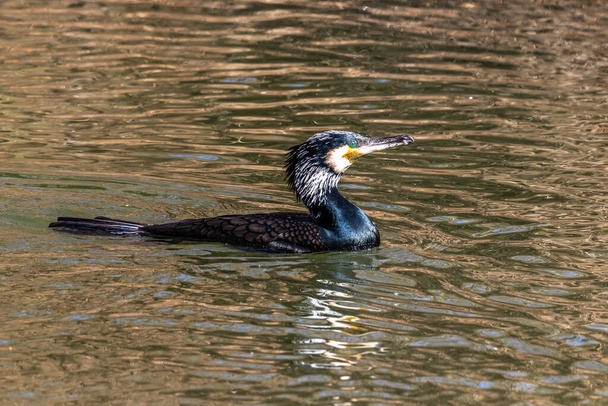 The great cormorant, Phalacrocorax carbo known as the great black cormorant across the Northern Hemisphere, the black cormorant in Australia and the black shag further south in New Zealand - Photo, Image