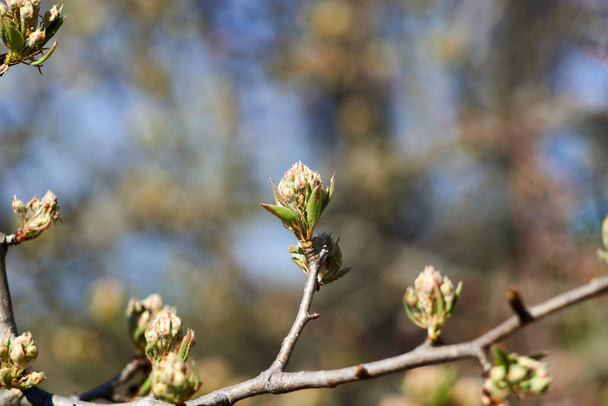 Photo of apple tree buds on blurred background - Photo, Image