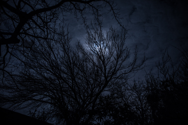 A felhős égbolton a telihold éjjel a fák ágain át lát. Szelektív fókusz - Fotó, kép