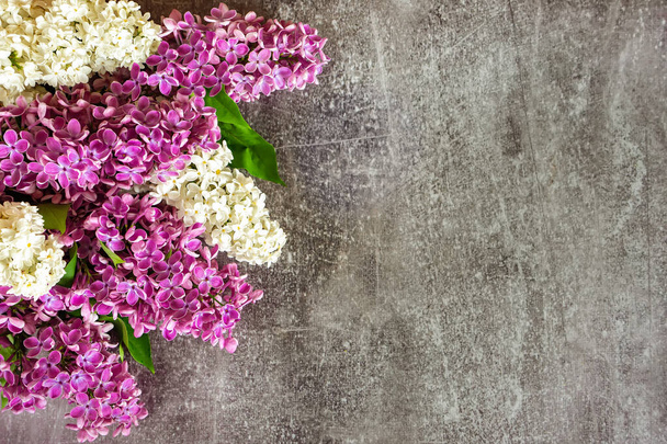 На бетонном фоне цветут пурпурные и белые лилейники. Весенний шаблон. - Фото, изображение