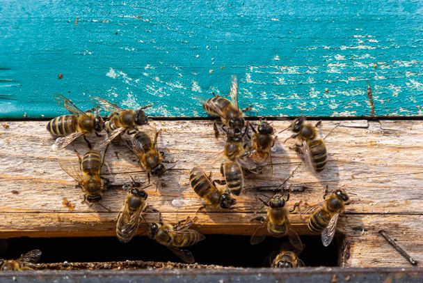 Veel bijen keren terug naar de bijenkorf en gaan de bijenkorf binnen met verzamelde bloemennectar en bloemstuifmeel. Bijenzwerm verzamelt nectar van bloemen. Gezonde biologische boerderijhoning. - Foto, afbeelding