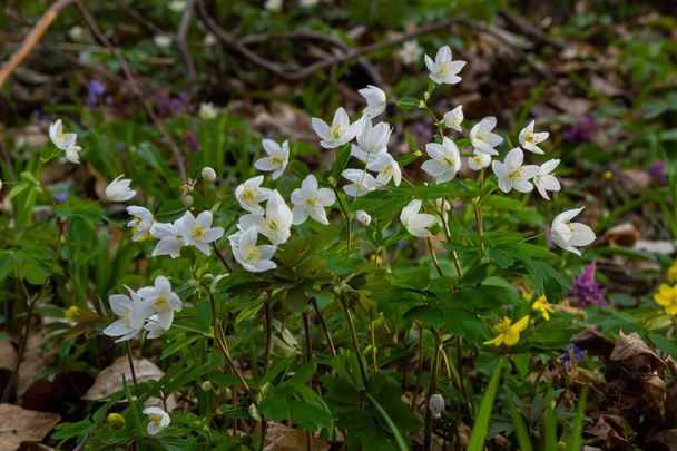 Anêmona falsa ou Isopyrum thalictroides, anêmona branca como floração início da primavera planta europeia que habita florestas, família Ranunculaceae nativa da Eurásia. - Foto, Imagem