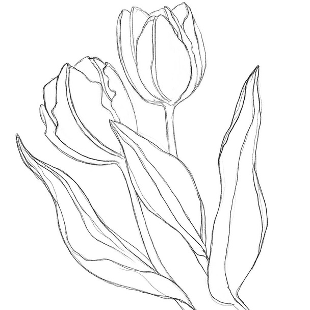 Sketch of a tulip. Linear freehand on a white background. Sketch for logo, emblem. - Fotografie, Obrázek