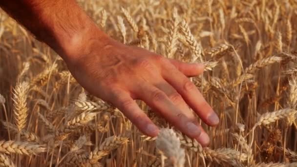 Крупный план человека, идущего по полю и трогающего шипы пшеницы - Кадры, видео