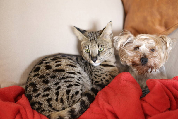 close-up shot of cute exotic cat and dog - Фото, изображение