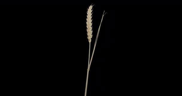 Alpha-Kanal. Einjähriges Getreide - ein Stachel aus Weizen - Filmmaterial, Video