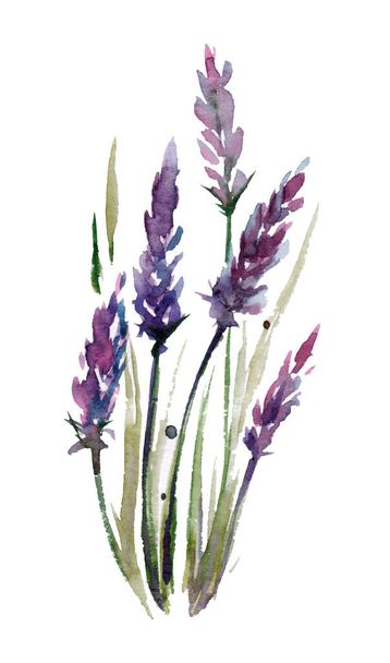 Beautiful bouquet of lavender. Watercolor illustration on white background. - Foto, Imagem
