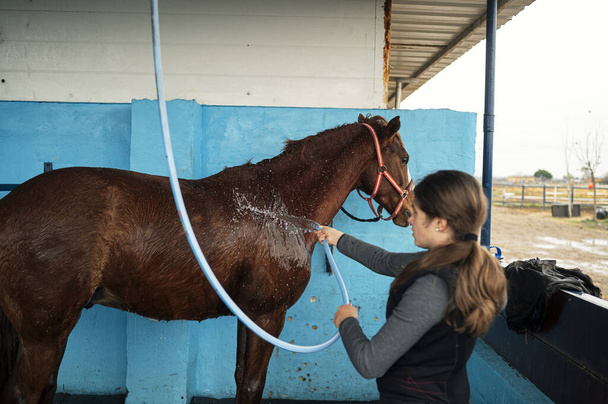 Dziewczyna ze specjalnymi ubraniami i mycia jej konia po ujeżdżaniu go. - Zdjęcie, obraz