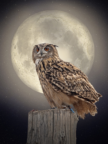 Owl in the moonlight - Fotoğraf, Görsel