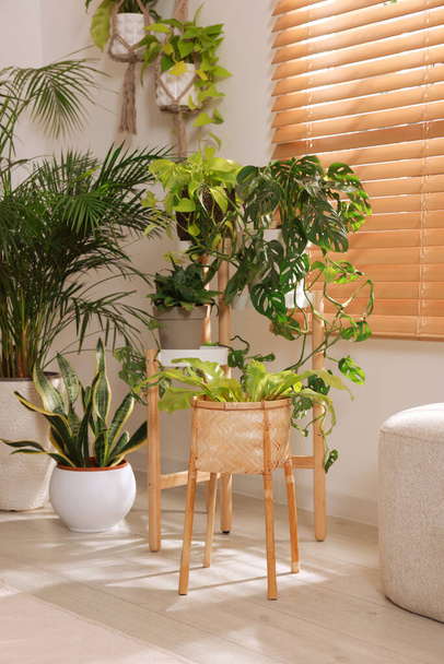 Cozy room interior with different beautiful houseplants near window - Foto, Imagem