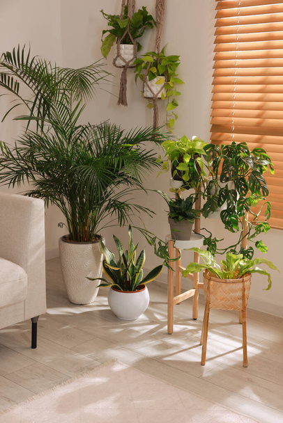 Cozy room interior with different beautiful houseplants near window - Фото, изображение