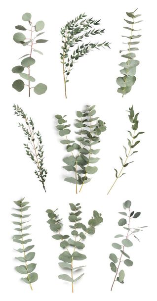 Eucalyptus branches with fresh leaves on white background, collage - Φωτογραφία, εικόνα