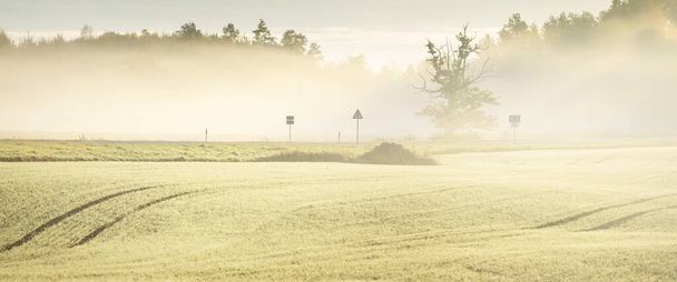 Campo agrícola arado verde con huellas de tractores al amanecer, primer plano. Luz dorada, niebla, neblina. Poderoso roble en el fondo. Escena rural. Patrón natural abstracto, textura, fondo - Foto, imagen