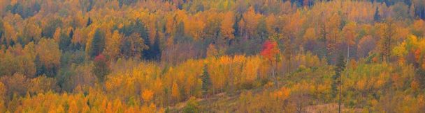 Pittoresk panoramisch uitzicht op het kleurrijke herfstbos. Gouden, rode, oranje, gele, groene bladeren. Sparren, dennen, berken, esdoorns. Natuur, ecologie, milieu, toerisme - Foto, afbeelding