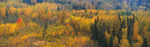 Pittoresk panoramisch uitzicht op het kleurrijke herfstbos. Gouden, rode, oranje, gele, groene bladeren. Sparren, dennen, berken, esdoorns. Natuur, ecologie, milieu, toerisme - Foto, afbeelding