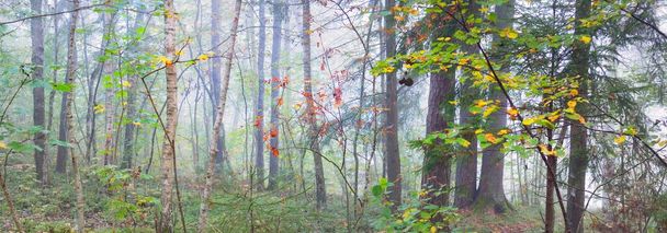 Atmospheric landscape of the majestic forest in a fog at sunrise. Golden light, sunbeams. Mighty trees, colorful leaves, moss, fern, plants. Sigulda, Latvia. Ecology, seasons, autumn, eco tourism - Foto, imagen