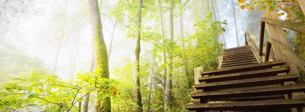 Vista de ángulo bajo de la escalera del bosque de madera en una niebla del amanecer. Luz suave de la mañana. Árboles viejos, hojas verdes y doradas en primer plano. Escena otoñal idílica. Parque nacional Gauja, Sigulda, Letonia - Foto, Imagen