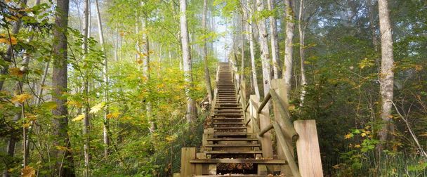 Alacsony szögű kilátás nyílik a fa erdő lépcsőn egy napkelte köd. Puha reggeli fény. Régi fák, színes zöld és arany levelek közelről. Idilli őszi jelenet. Gauja Nemzeti Park, Sigulda, Lettország - Fotó, kép