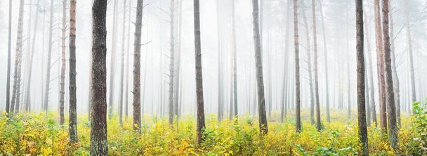 Az örökzöld erdő atmoszférikus tájképe ködben napkeltekor. Ősi fenyők, fiatal zöld és arany növények közelről. Ökológia, évszakok, ősz, ökoturizmus, környezetvédelem. Európa - Fotó, kép