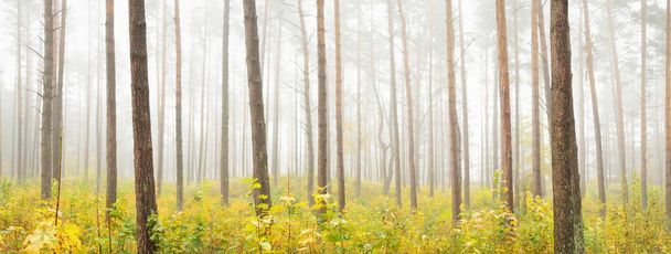 Atmosferyczny krajobraz wiecznie zielonego lasu we mgle o wschodzie słońca. Starożytne sosny, młode zielone i złote rośliny zbliżenie. Ekologia, pory roku, jesień, ekoturystyka, ochrona środowiska. Europa - Zdjęcie, obraz